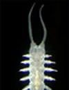 Worm